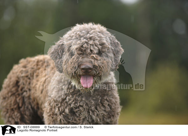 Lagotto Romagnolo Portrait / Lagotto Romagnolo Portrait / SST-08889