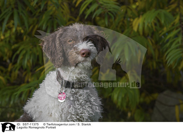 Lagotto Romagnolo Portrait / Lagotto Romagnolo Portrait / SST-11375