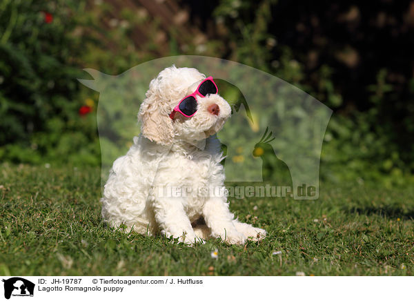 Lagotto Romagnolo Welpe / Lagotto Romagnolo puppy / JH-19787