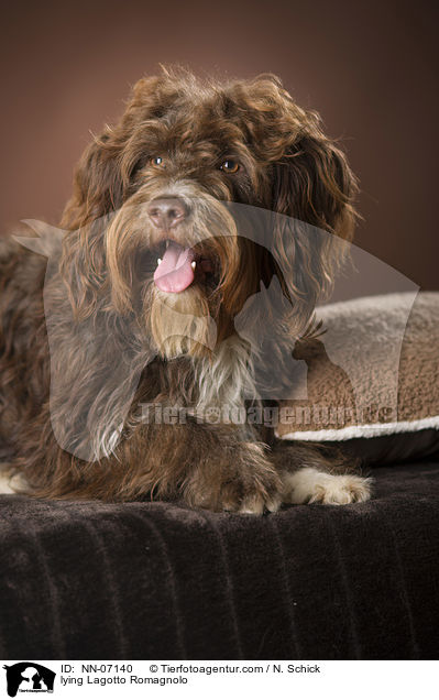 liegender Lagotto Romagnolo / lying Lagotto Romagnolo / NN-07140