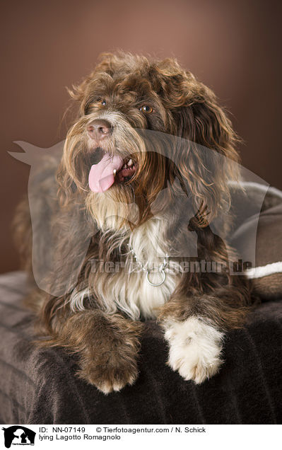 liegender Lagotto Romagnolo / lying Lagotto Romagnolo / NN-07149