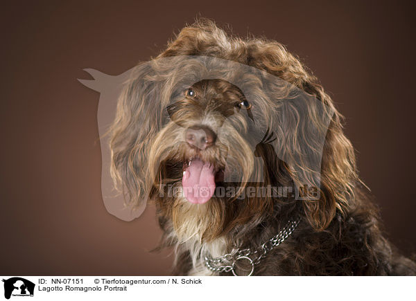 Lagotto Romagnolo Portrait / Lagotto Romagnolo Portrait / NN-07151