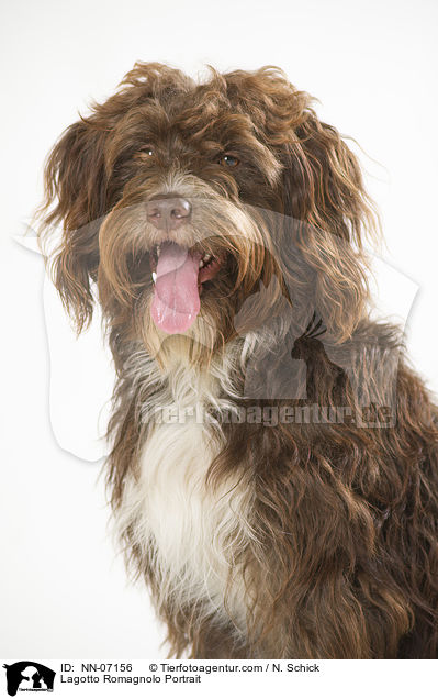 Lagotto Romagnolo Portrait / Lagotto Romagnolo Portrait / NN-07156