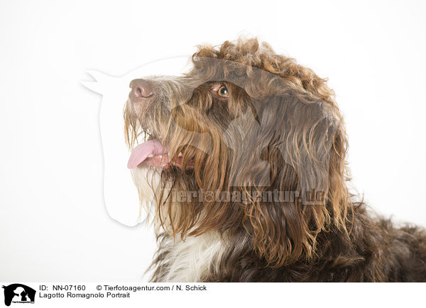 Lagotto Romagnolo Portrait / Lagotto Romagnolo Portrait / NN-07160