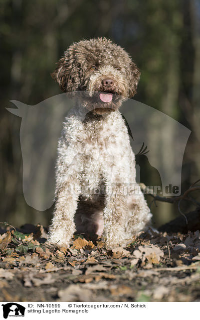 sitzender Lagotto Romagnolo / sitting Lagotto Romagnolo / NN-10599