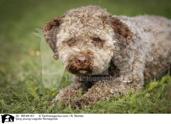 liegender junger Lagotto Romagnolo / lying young Lagotto Romagnolo / RR-86161