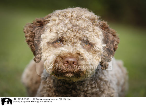 junger Lagotto Romagnolo im Portrait / young Lagotto Romagnolo Portrait / RR-86165