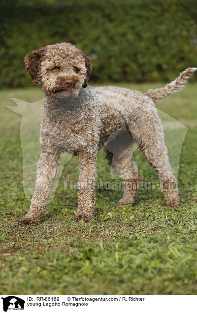 junger Lagotto Romagnolo / young Lagotto Romagnolo / RR-86169