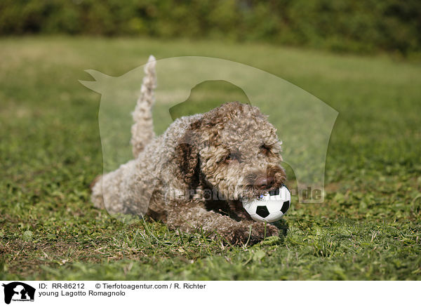 junger Lagotto Romagnolo / young Lagotto Romagnolo / RR-86212