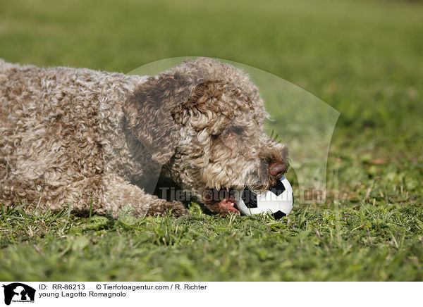 junger Lagotto Romagnolo / young Lagotto Romagnolo / RR-86213