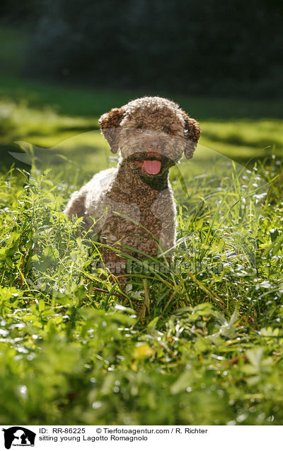 sitzender junger Lagotto Romagnolo / sitting young Lagotto Romagnolo / RR-86225