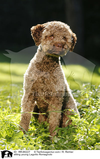 sitzender junger Lagotto Romagnolo / sitting young Lagotto Romagnolo / RR-86227