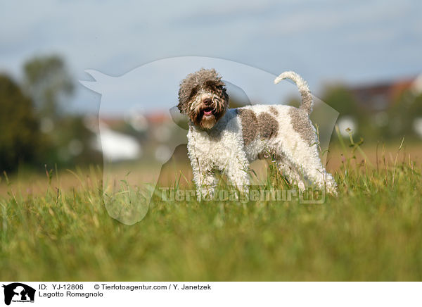 Lagotto Romagnolo / Lagotto Romagnolo / YJ-12806