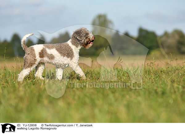 laufender Lagotto Romagnolo / walking Lagotto Romagnolo / YJ-12808