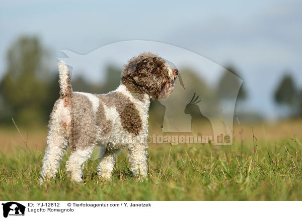 Lagotto Romagnolo / Lagotto Romagnolo / YJ-12812