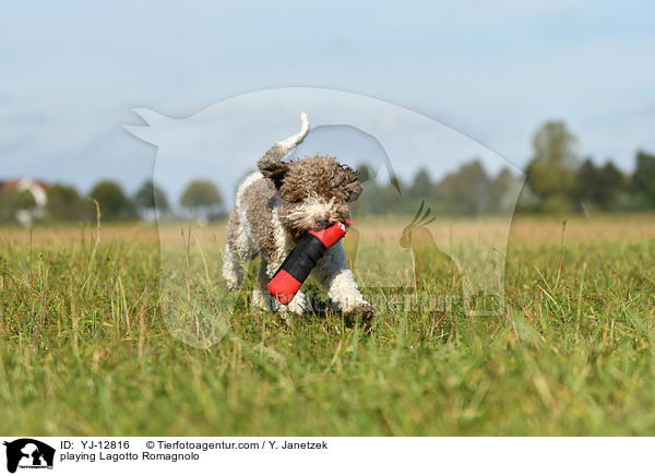 spielender Lagotto Romagnolo / playing Lagotto Romagnolo / YJ-12816