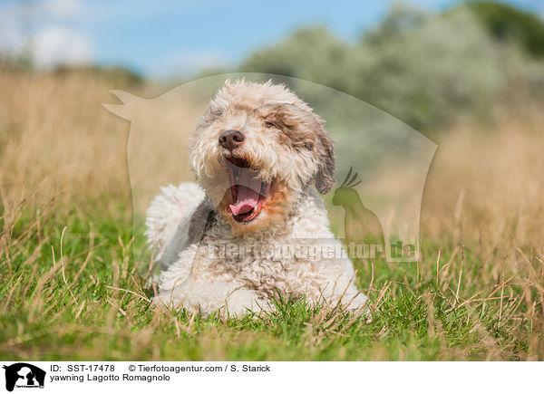 ghnender Lagotto Romagnolo / yawning Lagotto Romagnolo / SST-17478