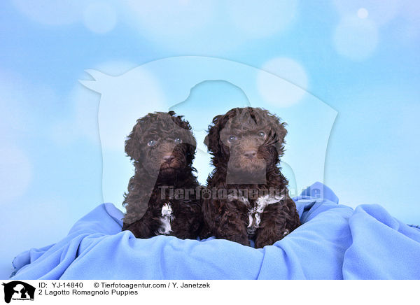 2 Lagotto Romagnolo Welpen / 2 Lagotto Romagnolo Puppies / YJ-14840