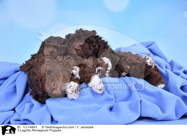 3 Lagotto Romagnolo Welpen / 3 Lagotto Romagnolo Puppies / YJ-14843