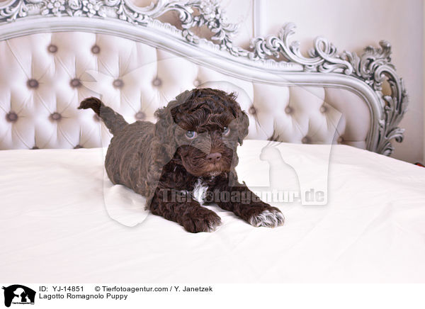 Lagotto Romagnolo Welpe / Lagotto Romagnolo Puppy / YJ-14851