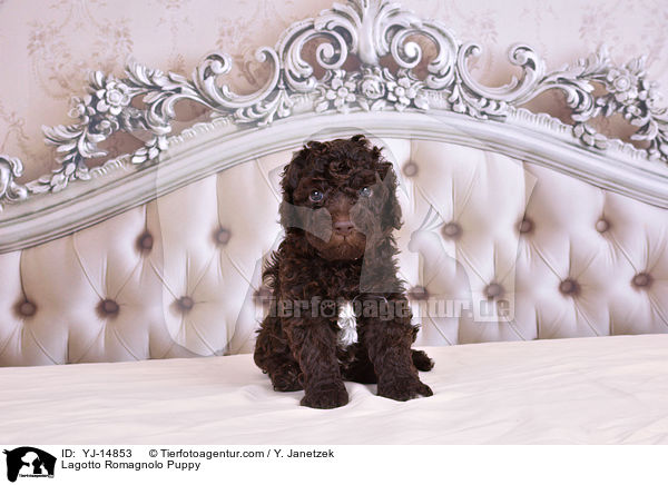 Lagotto Romagnolo Welpe / Lagotto Romagnolo Puppy / YJ-14853