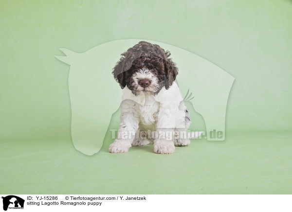 sitzender Lagotto Romagnolo Welpe / sitting Lagotto Romagnolo puppy / YJ-15286