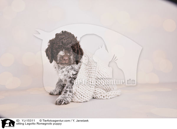 sitzender Lagotto Romagnolo Welpe / sitting Lagotto Romagnolo puppy / YJ-15311