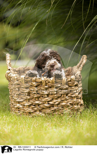 Lagotto Romagnolo Welpe / Lagotto Romagnolo puppy / RR-100911