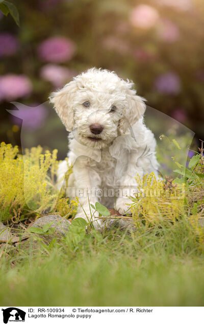 Lagotto Romagnolo Welpe / Lagotto Romagnolo puppy / RR-100934