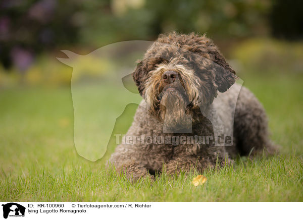 liegender Lagotto Romagnolo / lying Lagotto Romagnolo / RR-100960