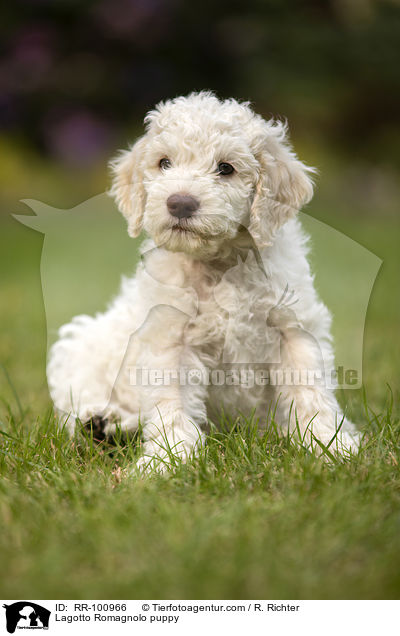 Lagotto Romagnolo Welpe / Lagotto Romagnolo puppy / RR-100966