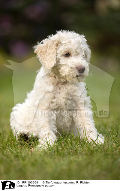 Lagotto Romagnolo Welpe / Lagotto Romagnolo puppy / RR-100968