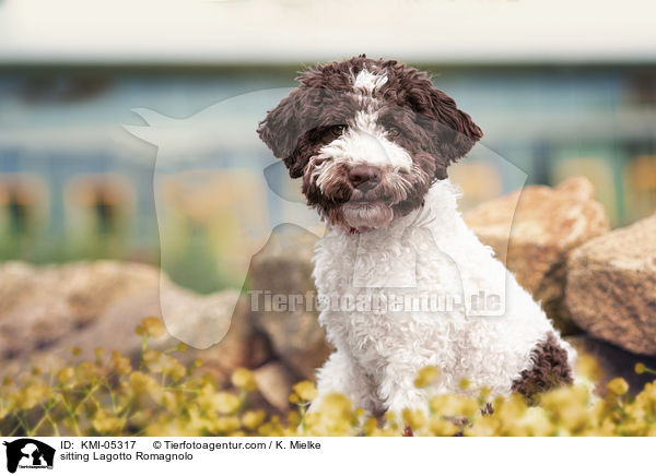 sitzender Lagotto Romagnolo / sitting Lagotto Romagnolo / KMI-05317