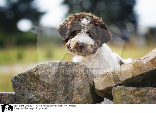 Lagotto Romagnolo Portrait / Lagotto Romagnolo portrait / KMI-05320