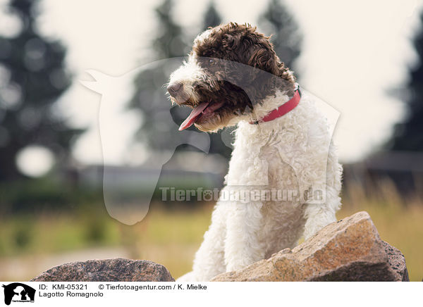 Lagotto Romagnolo / Lagotto Romagnolo / KMI-05321