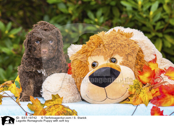 Lagotto Romagnolo Welpe mit Plschtier / Lagotto Romagnolo Puppy with soft toy / SST-19742