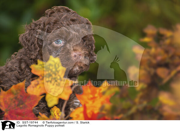 Lagotto Romagnolo Welpe Portrait / Lagotto Romagnolo Puppy portrait / SST-19744