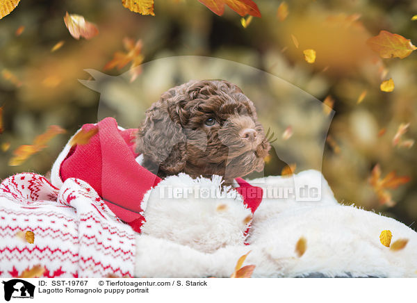 Lagotto Romagnolo Welpe Portrait / Lagotto Romagnolo puppy portrait / SST-19767