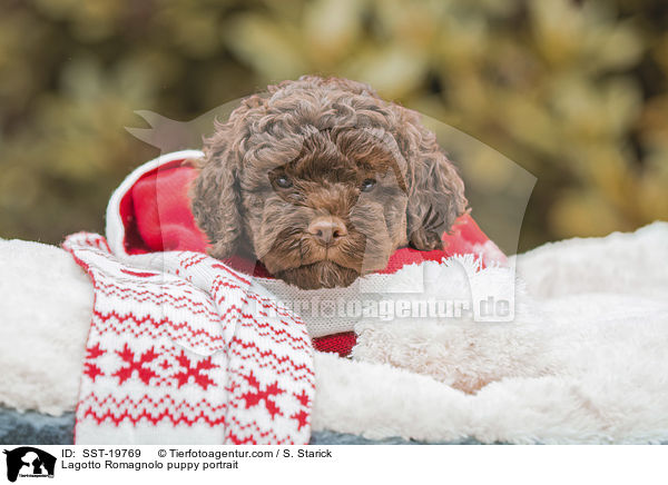 Lagotto Romagnolo Welpe Portrait / Lagotto Romagnolo puppy portrait / SST-19769