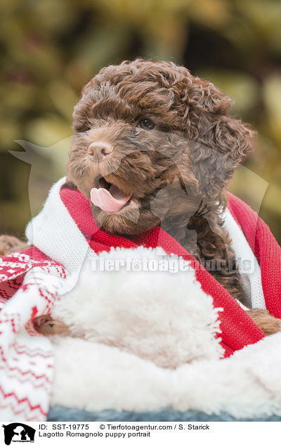 Lagotto Romagnolo Welpe Portrait / Lagotto Romagnolo puppy portrait / SST-19775