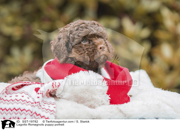 Lagotto Romagnolo Welpe Portrait / Lagotto Romagnolo puppy portrait / SST-19782