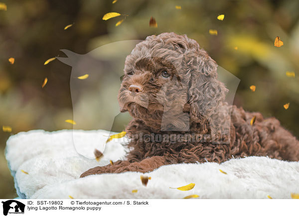 liegender Lagotto Romagnolo Welpe / lying Lagotto Romagnolo puppy / SST-19802