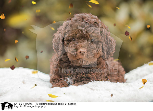 Lagotto Romagnolo Welpe / Lagotto Romagnolo puppy / SST-19807