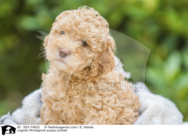 Lagotto Romagnolo Welpe Portrait / Lagotto Romagnolo puppy portrait / SST-19822