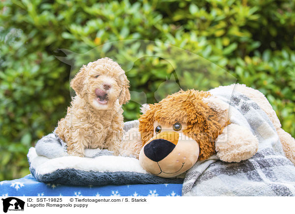 Lagotto Romagnolo Welpe / Lagotto Romagnolo puppy / SST-19825