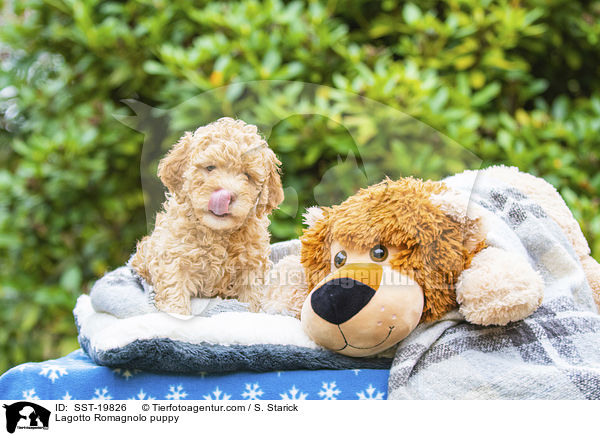 Lagotto Romagnolo Welpe / Lagotto Romagnolo puppy / SST-19826