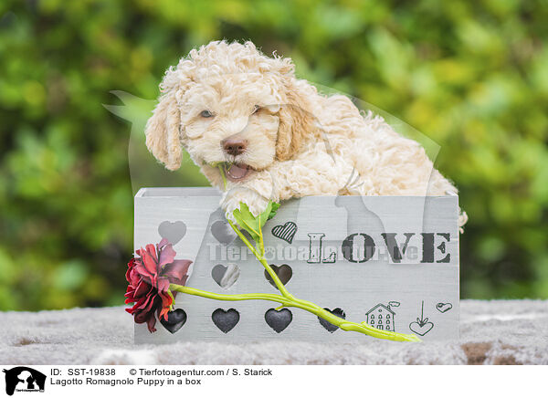 Lagotto Romagnolo Welpe in einer Box / Lagotto Romagnolo Puppy in a box / SST-19838