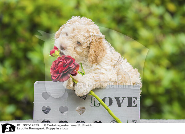 Lagotto Romagnolo Welpe in einer Box / Lagotto Romagnolo Puppy in a box / SST-19839