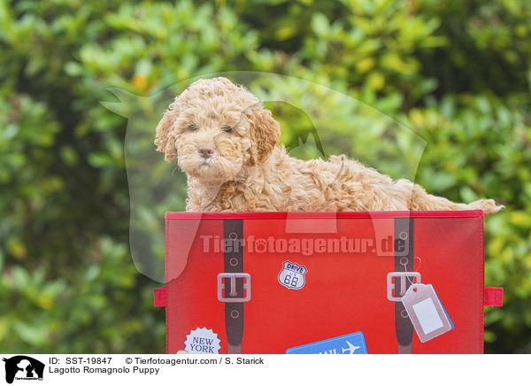 Lagotto Romagnolo Welpe / Lagotto Romagnolo Puppy / SST-19847