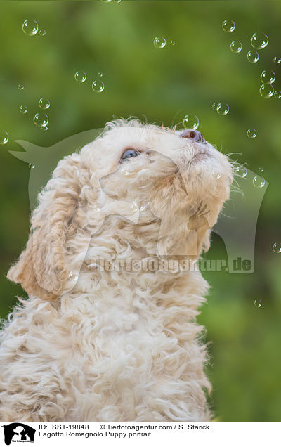 Lagotto Romagnolo Welpe Portrait / Lagotto Romagnolo Puppy portrait / SST-19848